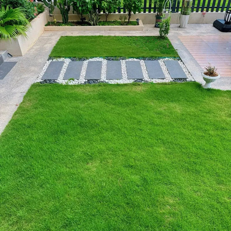 All Seasons Evergreen Grass Seeds (Buy 1 Get 1 Free)