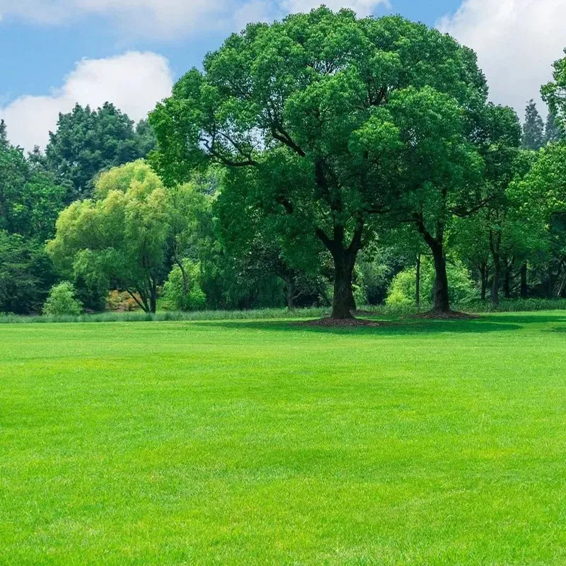 All Seasons Evergreen Grass Seeds (Buy 1 Get 1 Free)