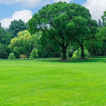 All Seasons Evergreen Grass Seeds (Buy 1 Get 1 Free)