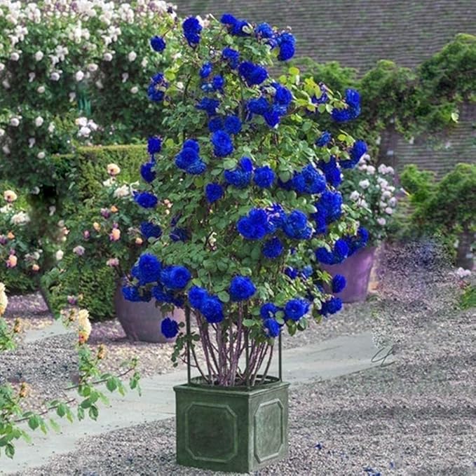 Blue Enchantress Climbing Rose Seeds