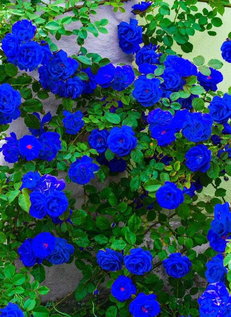 Blue Enchantress Climbing Rose Seeds