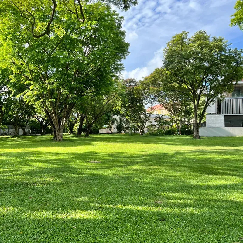 All Seasons Evergreen Grass Seeds (Buy 1 Get 1 Free)