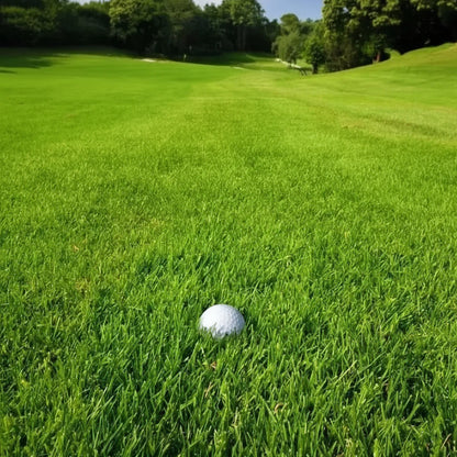 All Seasons Evergreen Grass Seeds (Buy 1 Get 1 Free)