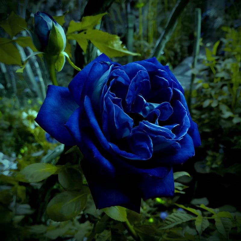 Blue Enchantress Climbing Rose Seeds