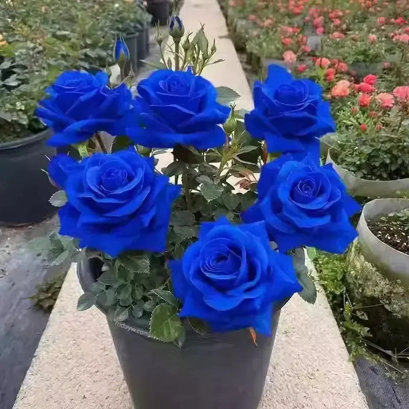 Blue Enchantress Climbing Rose Seeds