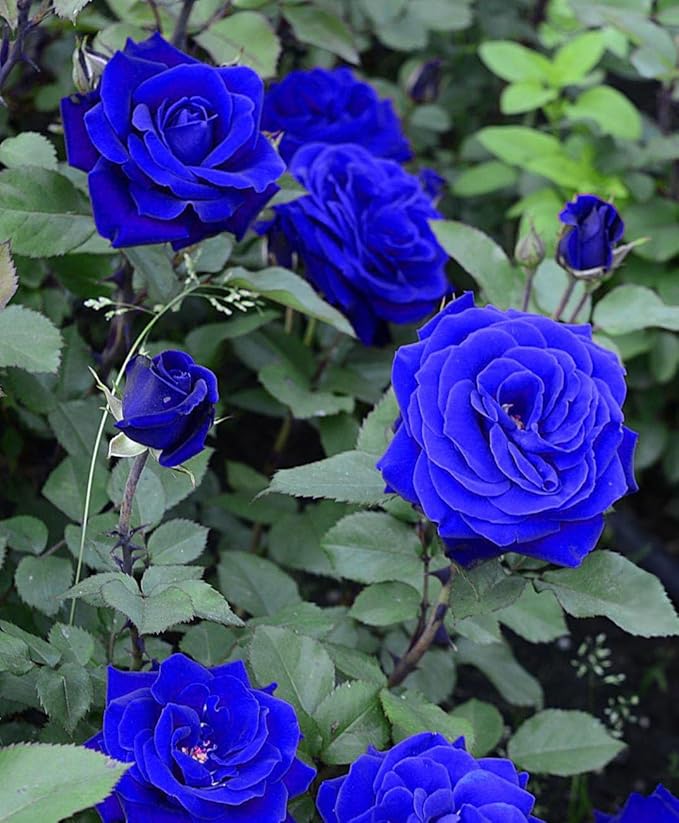 Blue Enchantress Climbing Rose Seeds