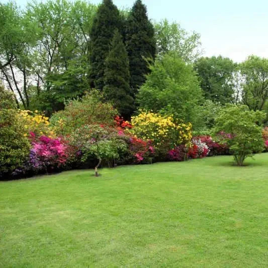 All Seasons Evergreen Grass Seeds (Buy 1 Get 1 Free)