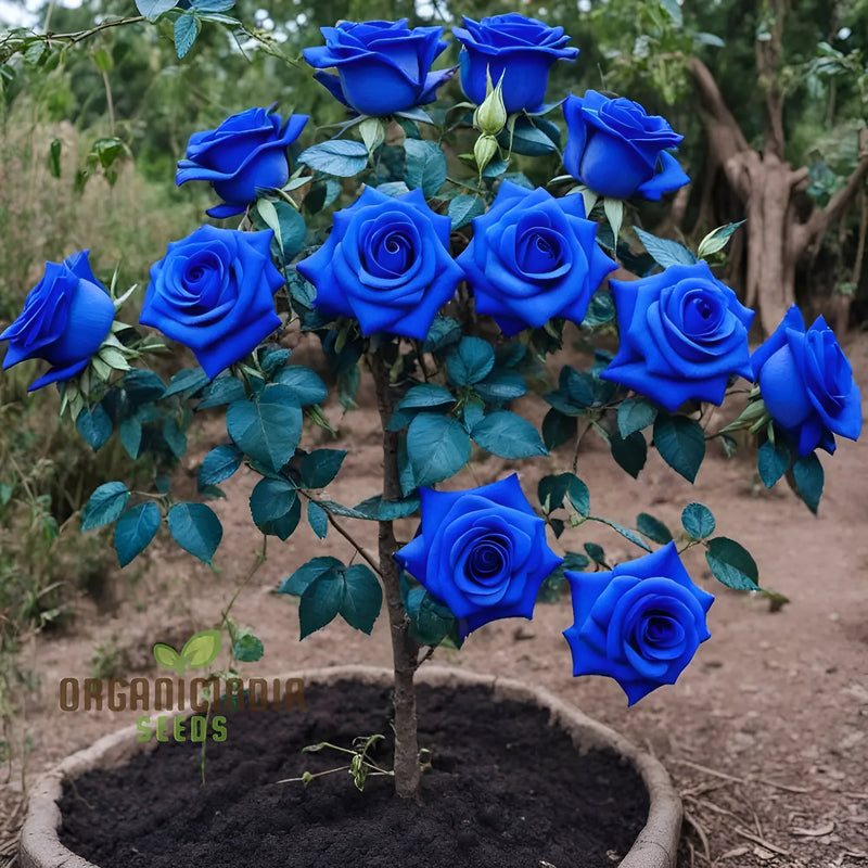 Blue Enchantress Climbing Rose Seeds