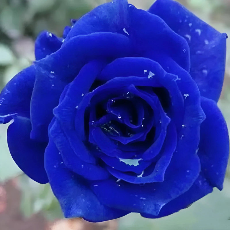 Blue Enchantress Climbing Rose Seeds