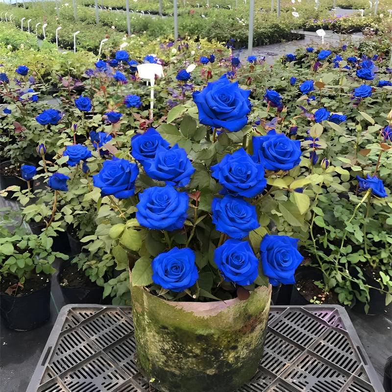 Blue Enchantress Climbing Rose Seeds